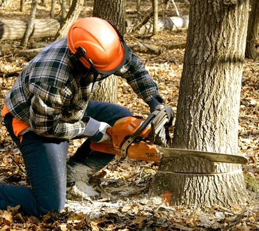 Tree Removal in Portal, GA